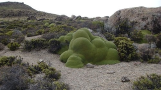 The Oldest Living Things in the World